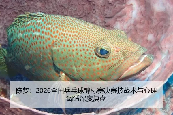 陈梦：2026全国乒乓球锦标赛决赛技战术与心理调适深度复盘